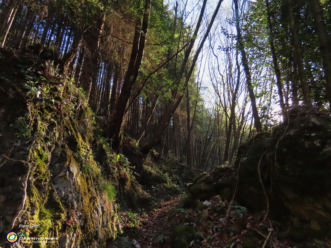 13 Dal sole del prato al sole all'ombra del bosco.JPG
